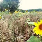 Waldallee - *