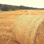 Waldallee - *